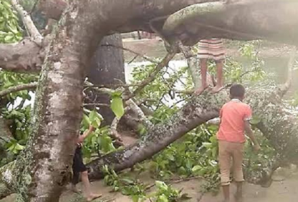 ব্রাহ্মণবাড়িয়ার নাসিরনগরে শিলা বৃষ্টিতে ফসলের ক্ষতি
