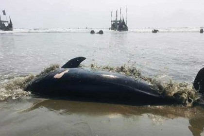 সৈকতে ভেসে এলো বিশাল আকৃতির মৃত ডলফিন  