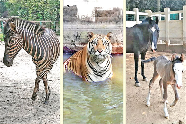 চিড়িয়াখানায় ফুরফুরে পশুপাখি