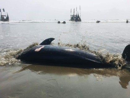 একের পর এক ভেসে আসছে ডলফিনের মৃতদেহ, উদ্বিগ্ন পরিবেশবাদীরা