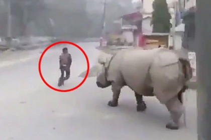 নেপালের রাস্তায় গণ্ডার, লকডাউনে বাইরে বের হলেই ‘শাস্তি’!