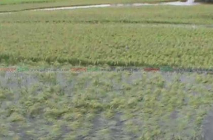 কপোতাক্ষ নদের বেড়িবাঁধ ভেঙে ৩ গ্রাম প্লাবিত