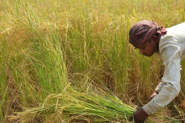 স্বাস্থ্যবিধি মেনে হাওড়ে ধান কাটতে 
কৃষি মন্ত্রণালয়ের অনুরোধ