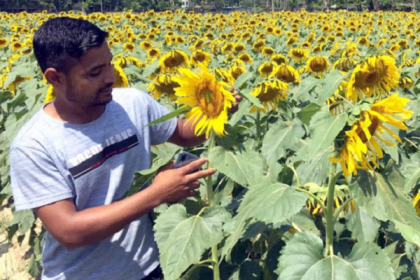 দুই ফসলি জমিতে ‘সূর্যমুখী’ চাষ