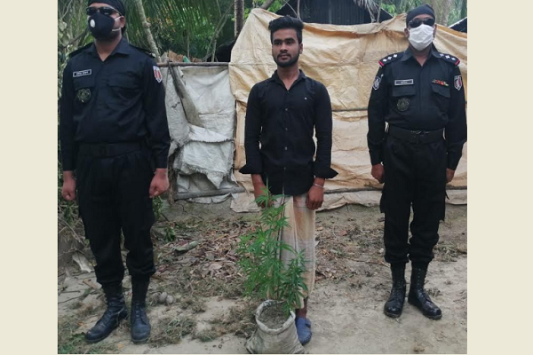 পটুয়াখালীতে গাঁজার গাছসহ কলেজ ছাত্র আটক