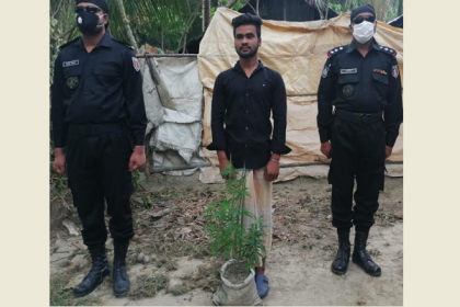 পটুয়াখালীতে গাঁজার গাছসহ কলেজ ছাত্র আটক
