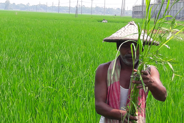 করোনার প্রভাবে দুশ্চিন্তায় মানিকগঞ্জের চাষিরা 