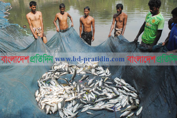 সিরাজগঞ্জে রাতের আধারে পুকুরে বিষ দিয়ে মাছ ধ্বংস