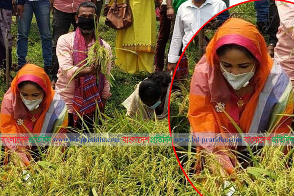 কৃষকের সঙ্গে ধান কাটলেন সংরক্ষিত আসনের এমপি শামীমা