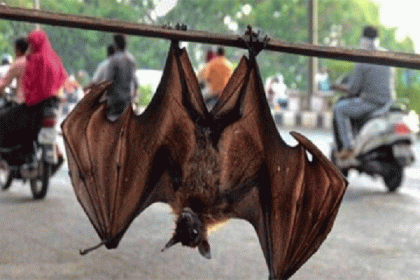 ভারতের চার রাজ্যে বাদুড়ের শরীরে মিলল করোনাভাইরাস!