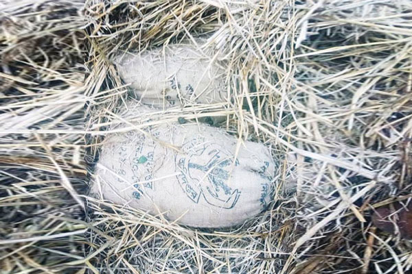 খড়ের গাদায় চাল লুকিয়েও রক্ষা পেলেন না ইউপি সদস্য!