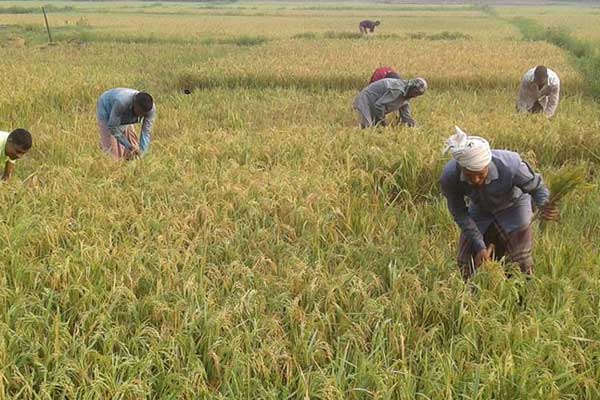 বিশ্বনাথে শ্রমিক সংকটে ব্যাহত ধান কাটা