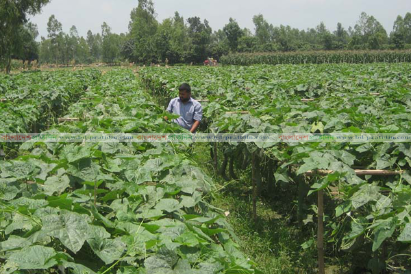 করোনার কারণে দিনাজপুরে সবজির বাজারে ধস, কৃষকের মাথায় হাত