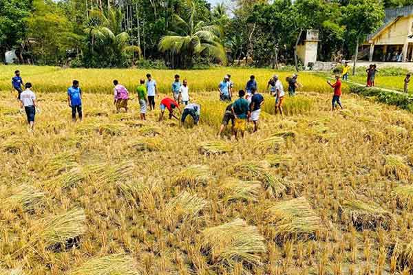 বিনা পারিশ্রমিকে কক্সবাজারে কৃষকের পাকা ধান কেটে দিল ছাত্রলীগ