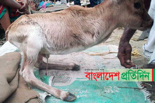 দুই পা নিয়ে জন্ম নেওয়া বাছুর দেখতে উৎসুক মানুষের ভিড়!