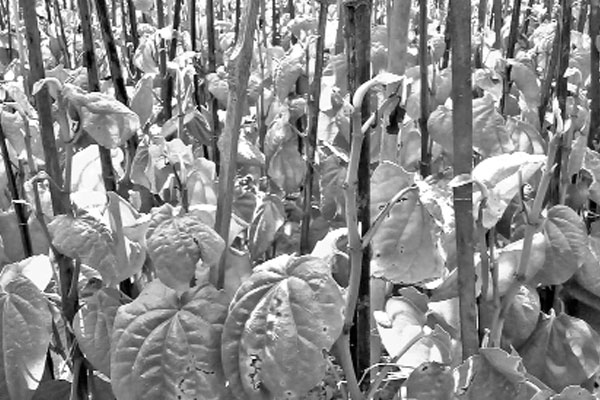 হাট গণপরিবহন বন্ধ, পান নিয়ে বিপাকে চাষিরা