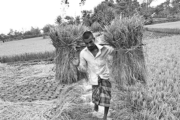 বোরোর বাম্পার ফলনেও হাসি নেই কৃষকের