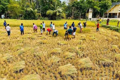 বিনা পারিশ্রমিকে কক্সবাজারে কৃষকের পাকা ধান কেটে দিল ছাত্রলীগ