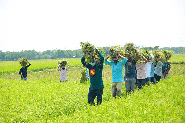 ময়মনসিংহে কৃষকের ধান কেটে বাড়ি পৌঁছে দিল ছাত্রলীগ