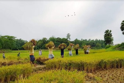 বিনা পারিশ্রমিকে কৃষকের ধান কেটে ঘরে তুলে দিল ছাত্রলীগ কর্মীরা