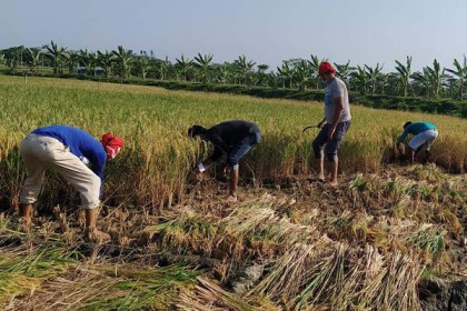 কৃষকের ধান কেটে দিলেন সিপিবির সদস্যরা