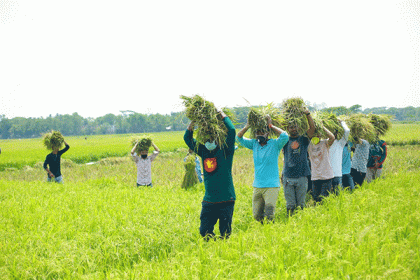 ময়মনসিংহে কৃষকের ধান কেটে বাড়ি পৌঁছে দিল ছাত্রলীগ