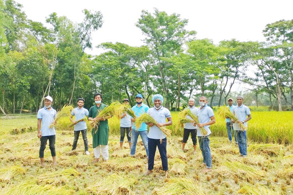 লাকসামে কৃষকের ধান কেটে দিল স্বেচ্ছাসেবীরা