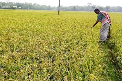 লাকসামে বোরো ক্ষেতে ব্লাস্ট রোগ, স্বপ্ন পুড়ল কৃষকের