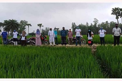 শিবগঞ্জে শ্রমিক সংকট হলে ধান কাটবেন স্বেচ্ছাসেবীরা