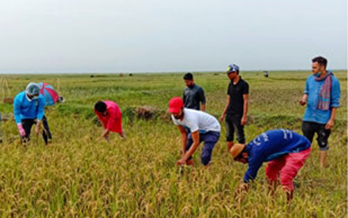 কৃষকের ধান কেঁটে দিল ফেঞ্চুগঞ্জ উপজেলা ছাত্রলীগ 