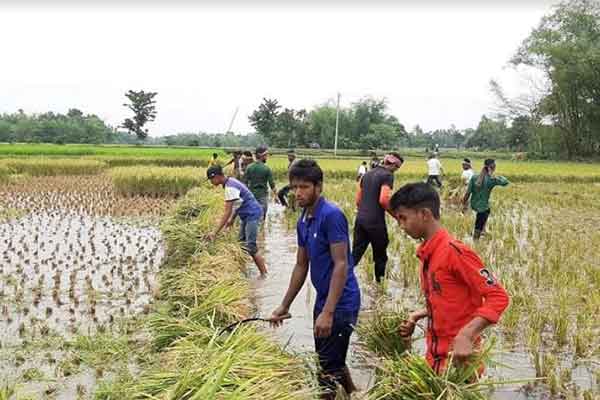 দুর্গাপুরে কৃষকের ধান কেটে দিচ্ছেন স্বেচ্ছাসেবকরা