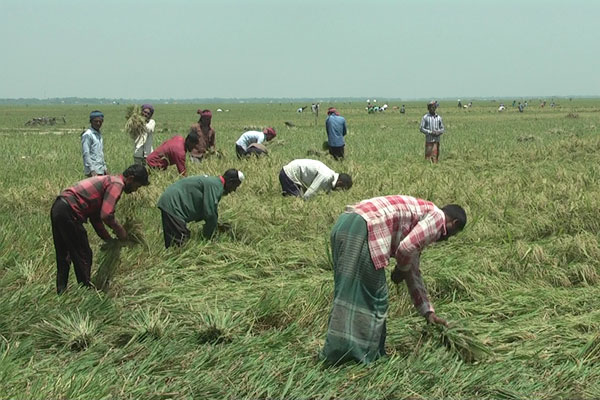 নেত্রকোনায় জোয়ারের পানিতে ধান ডুবে যাওয়ার আশঙ্কায় কৃষক