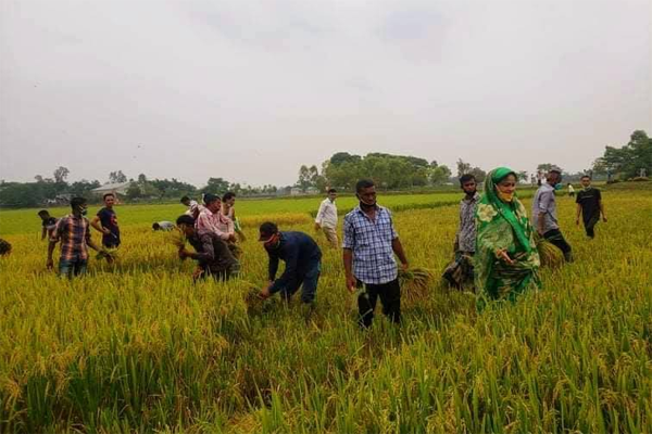 ছাত্রলীগের পর এবার ধান কাটতে মাঠে কৃষক লীগ