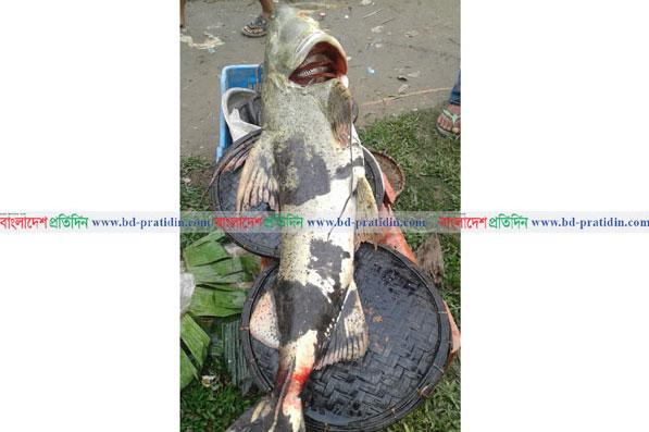 বিশ্বনাথে ১৭ কেজি ওজনের বাঘাইড় মাছ!