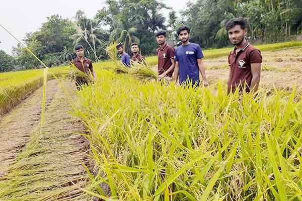 নাঙ্গলকোটে কৃষকের ধান কেটে বাড়ি পৌঁছে দিল স্বেচ্ছাসেবী সংগঠন
