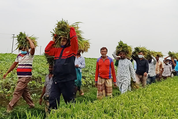 হাওরে কৃষকের ধান কেটে দিচ্ছে কৃষক লীগ