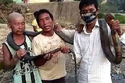 লকডাউনের প্রভাব: ঘরে চাল নেই, বিষধর সাপ ধরে রান্না!