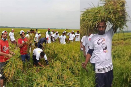 সিংড়ায় ধান কেটে ঘরে তুলে দিল ছাত্রলীগ, কৃষকদের পাশে থাকার অঙ্গীকার
