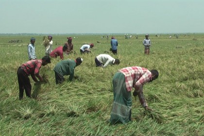 নেত্রকোনায় জোয়ারের পানিতে ধান ডুবে যাওয়ার আশঙ্কায় কৃষক
