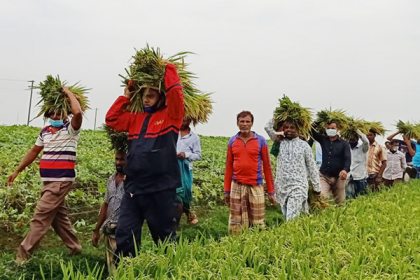 হাওরে কৃষকের ধান কেটে দিচ্ছে কৃষক লীগ