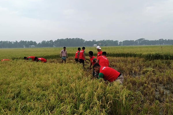 ধান কাটার শ্রমিক পাচ্ছিলেন না শিক্ষক, এগিয়ে এল ‘স্বপ্নতরী’