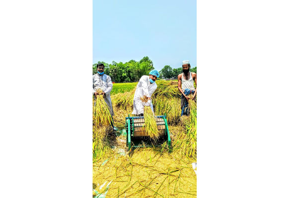 লাকসামে কৃষকের ধান কেটে মাড়াই করে দিলেন প্যানেল মেয়র 