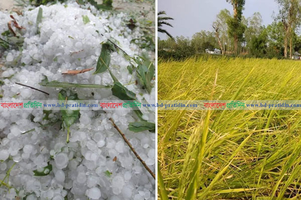 নাটোরে শিলাবৃষ্টিতে ফসলের ব্যাপক ক্ষতি