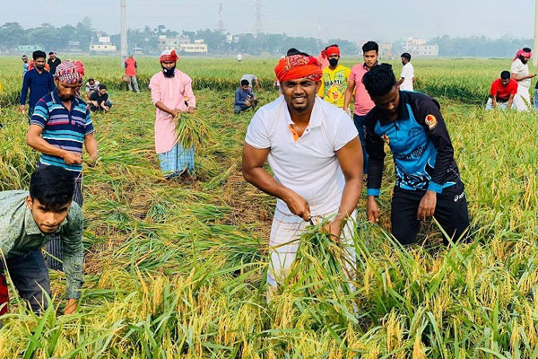 কৃষকের ধান ঘরে তুলে দিল টঙ্গী কলেজ ছাত্রলীগ