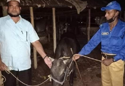 নেত্রকোনায় লকডাউন অমান্য করে ষাঁড়ের লড়াই, ১ লাখ টাকা অর্থদণ্ড