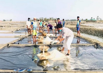 ধান কাটার পর এবার লবন চাষীদের পাশে ছাত্রলীগ 