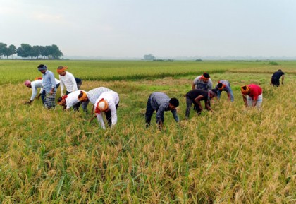 কোটালীপাড়ায় কৃষকের ধান কেটে দিচ্ছে ছাত্রলীগ