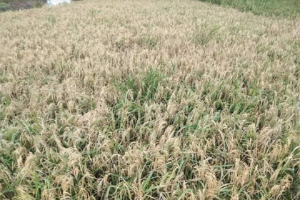 ভালুকায় বোরো ধানে নেক ব্লাস্ট রোগে দিশেহারা কৃষক 