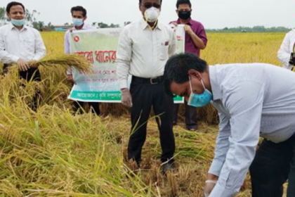 উৎসাহ দিতে কৃষকের ধান কাটলেন ডিসি