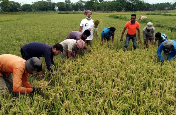 বিশ্বনাথে এবার কৃষকের ধান কেটে দিলো ছাত্রলীগ